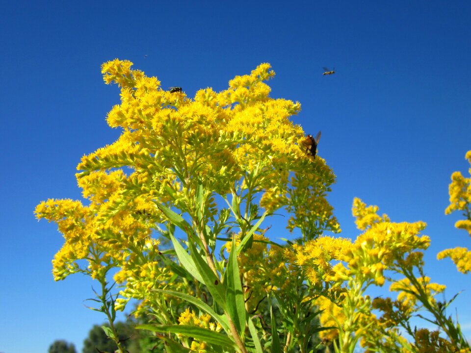 Flora plant invasive