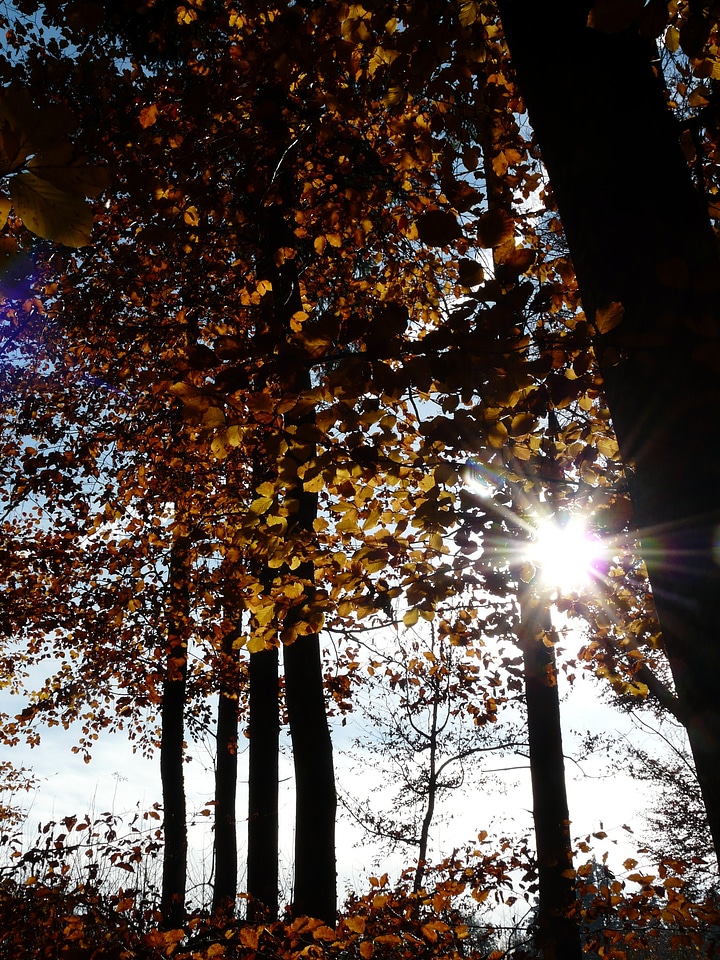 Fagus deciduous tree golden autumn