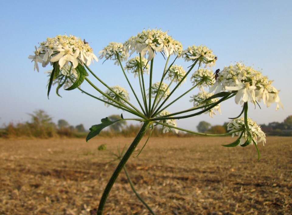 Common hogweed flora botany