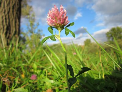 Flora botany species