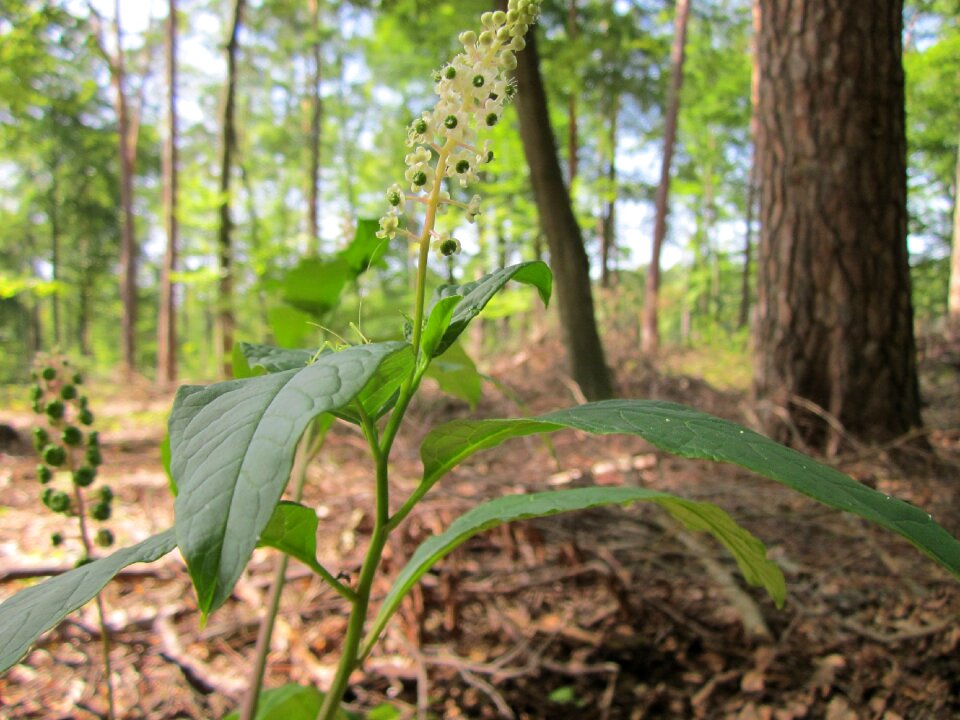 Plant flora botany