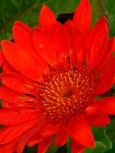 Nature floral bloom