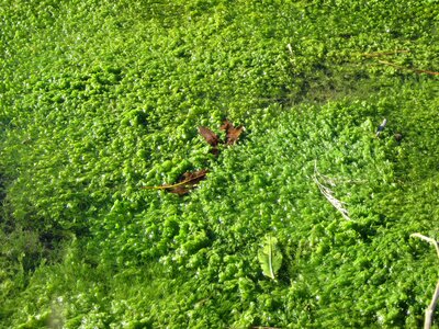 Water green pond