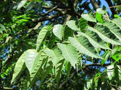 Tree plant flora photo