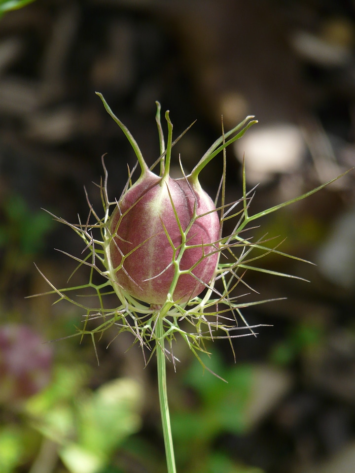 An elegant especially nigella damascena