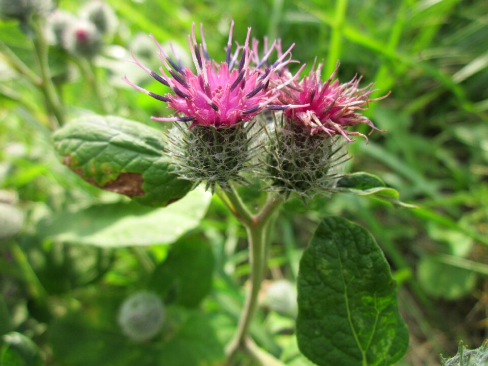 Burdock plant wildflower