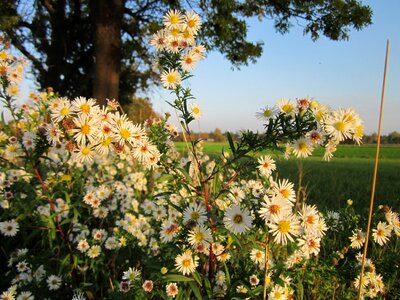 Eastern daisy fleabane wildflower botany