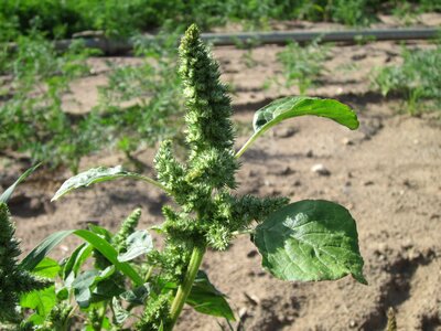 Plant flora botany