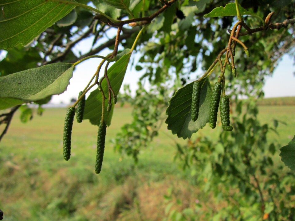Common alder european alder fruit