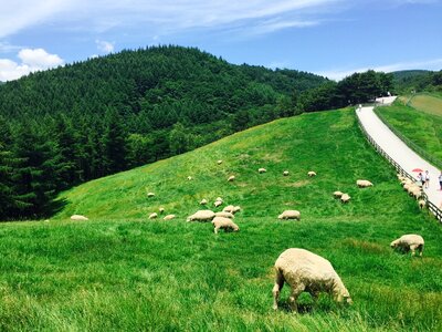 A flock of sheep ranch field