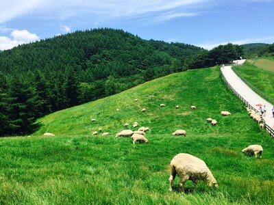 A flock of sheep ranch field photo