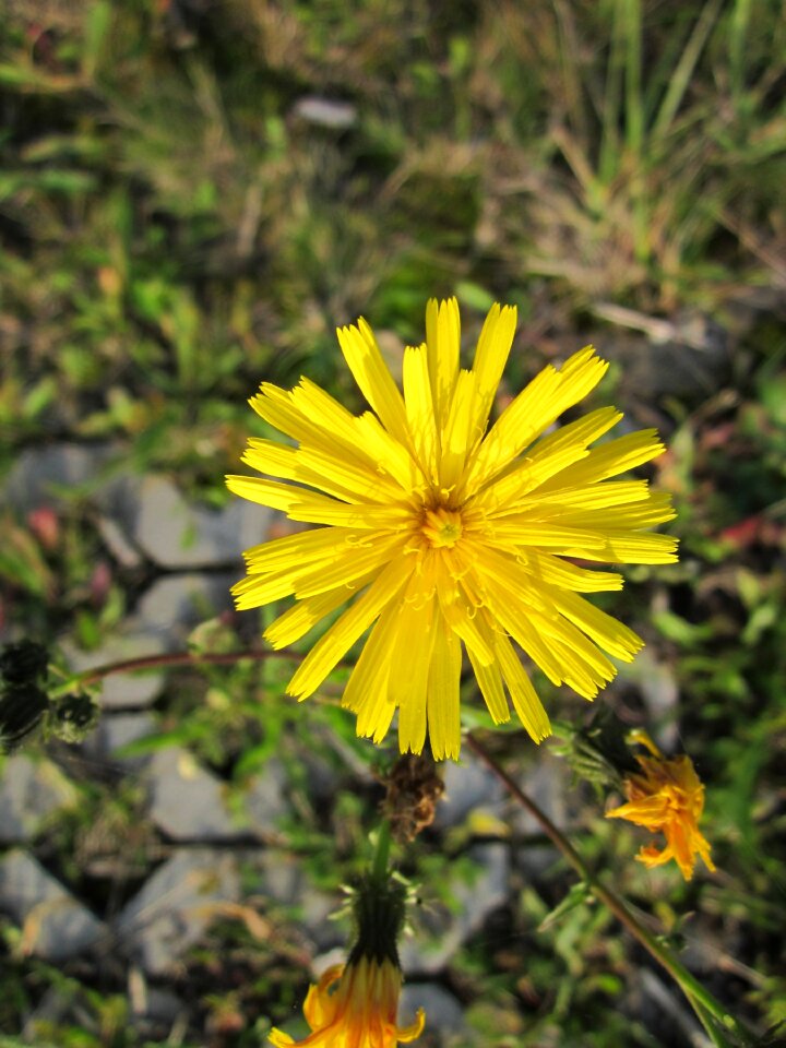 Wildflower blooming yellow