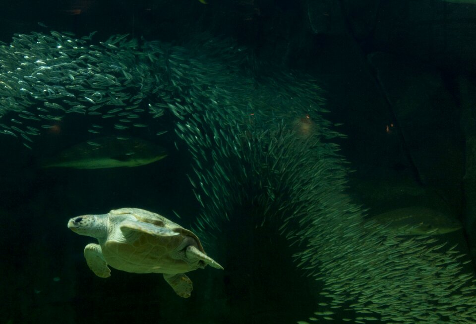 Aquarium fish tank fish