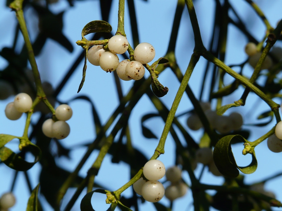 Plant parasite viscum