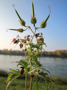Wildflower botany species