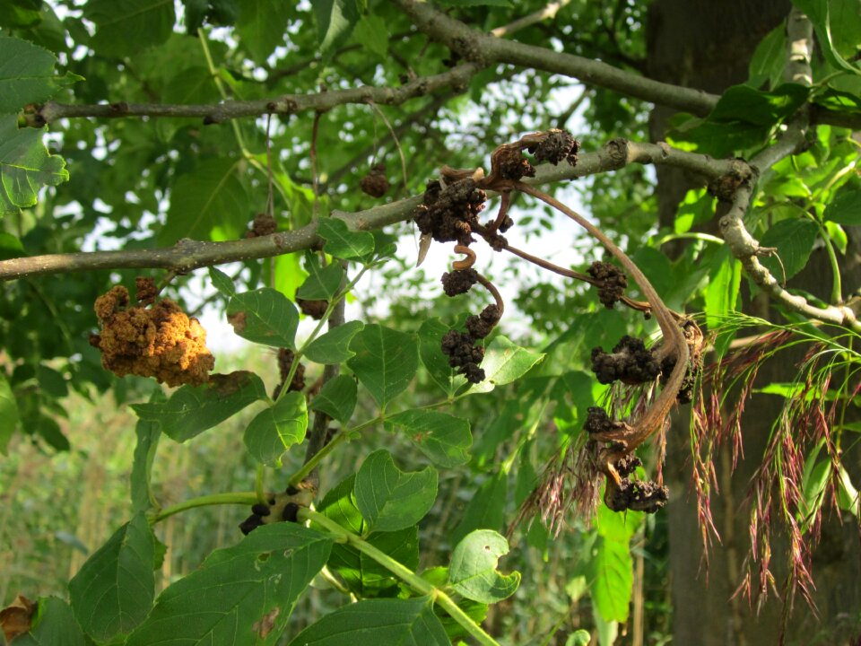 European ash tree plant