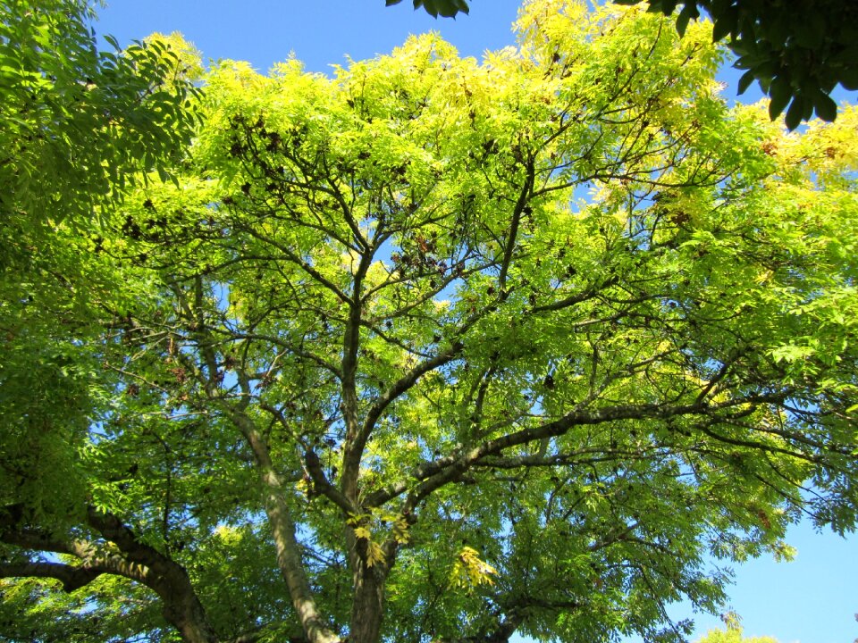 Common ash tree plant