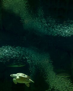 Aquarium fish tank fish