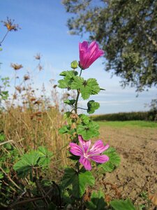 High mallow tall mallow flora