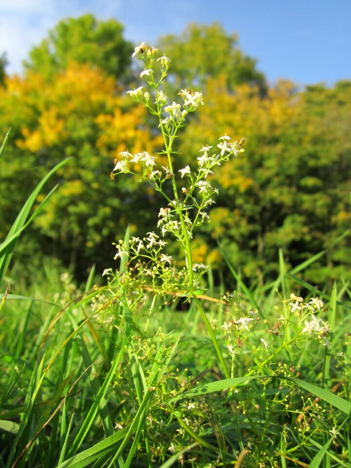 Wildflower botany species