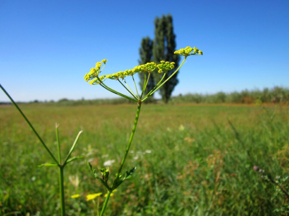 Flora wildflower vegetable