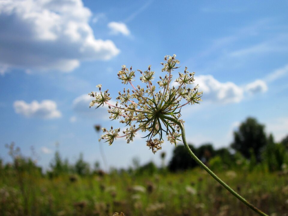 Flower bloom wild carrot