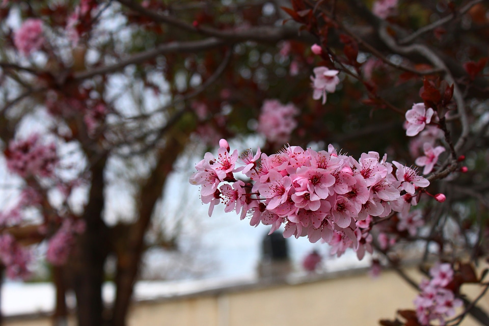 Cherry tree flower