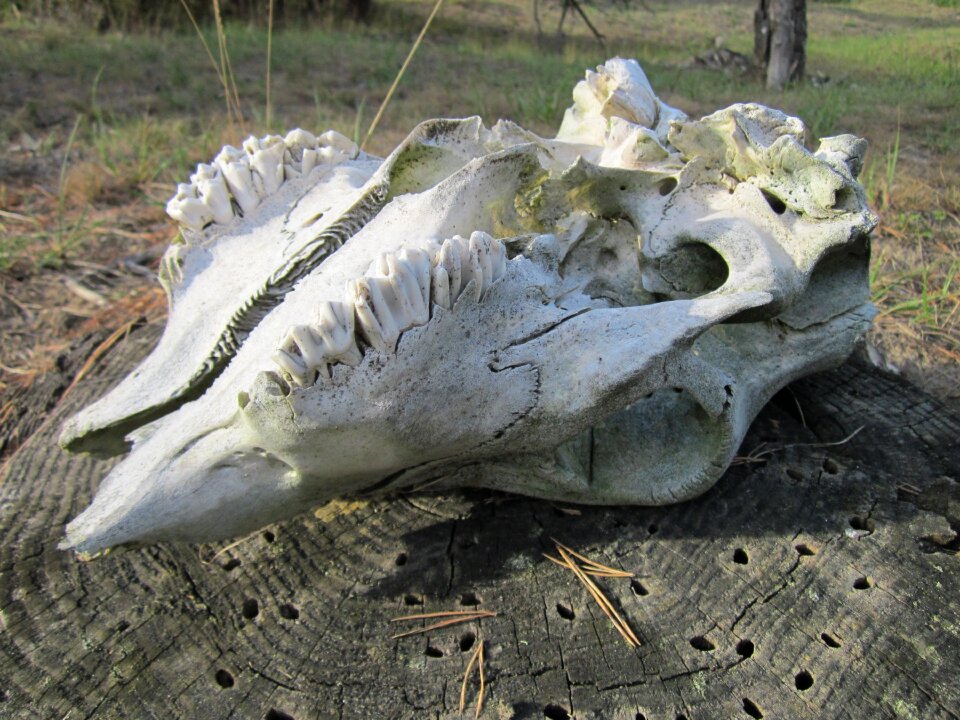 Teeth death skeleton