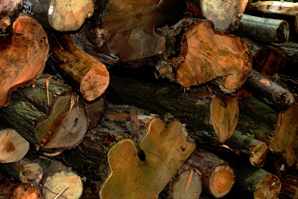 Tree nature annual rings
