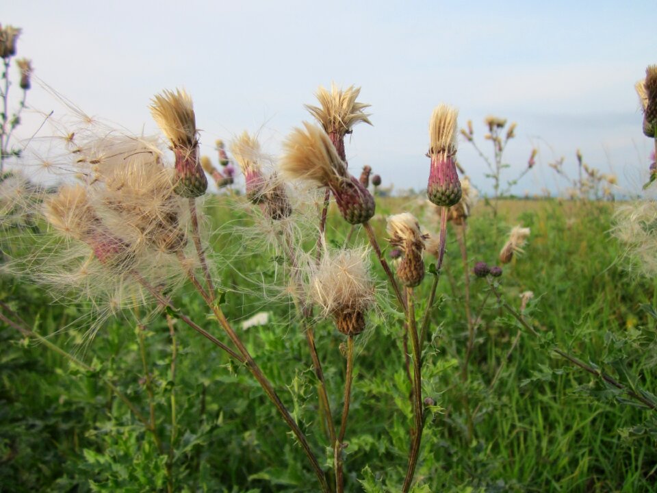 Cursed thistle field thistle prickly