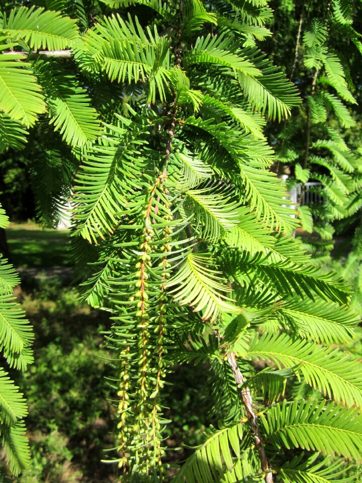 Tree branch needles