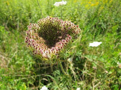 Wild carot bloom blossom