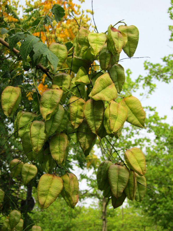 Pride of india varnish tree flora