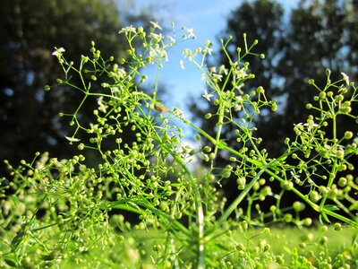 Plant flora botany