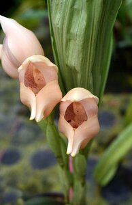 Flower macro nature photo