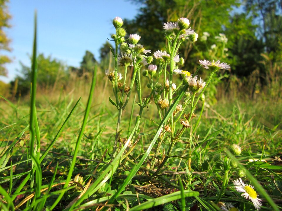 Eastern daisy fleabane wildflower flora