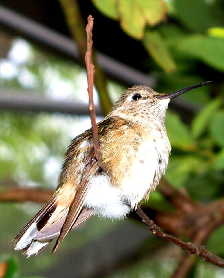 Tiny feathers bill