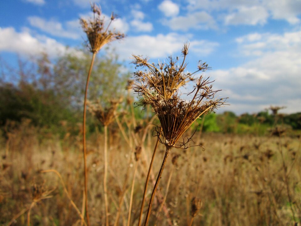 Wildflower flora species