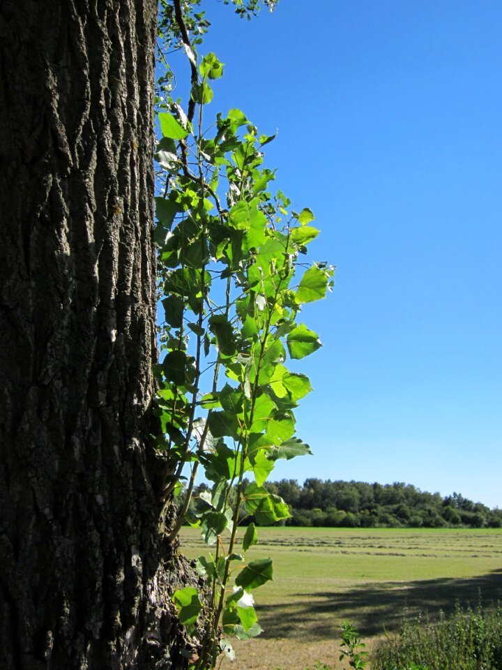 Fresh sapling shoot
