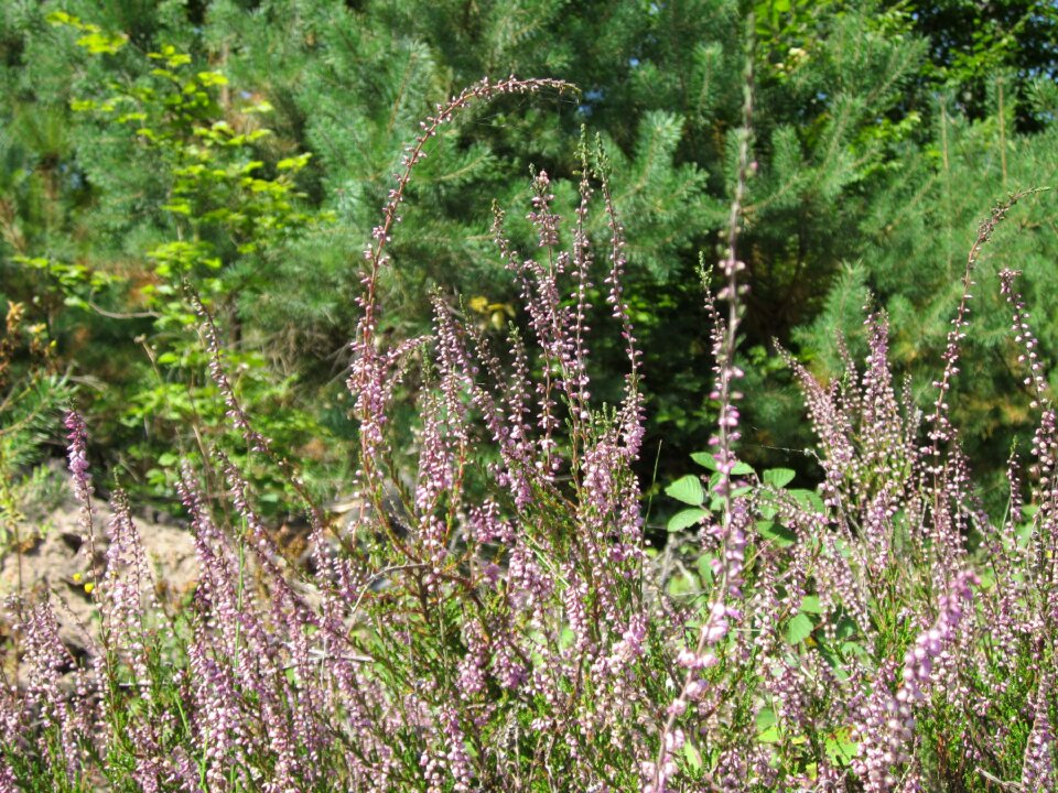 Heather plant flora