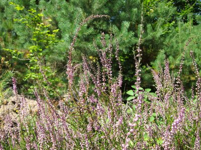 Heather plant flora