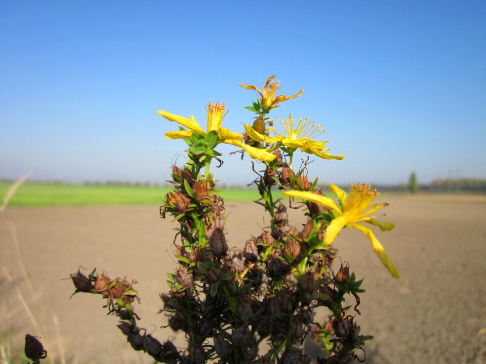St john's wort wildflower botany