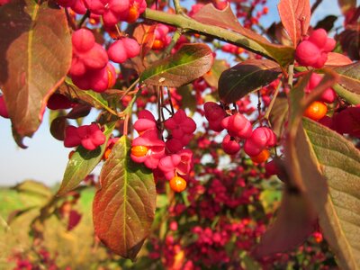 Common spindle shrub berries