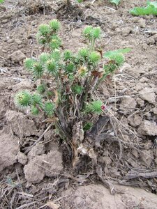 Lappa burdock plant