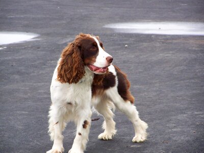 Dog pet animal