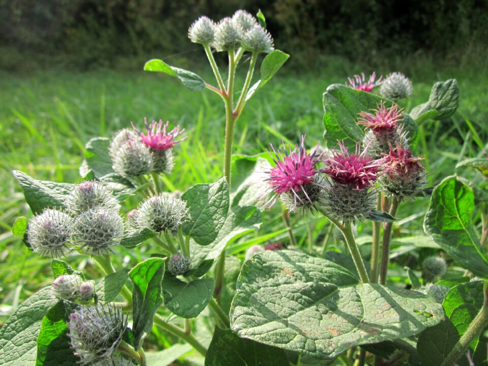 Burdock plant wildflower