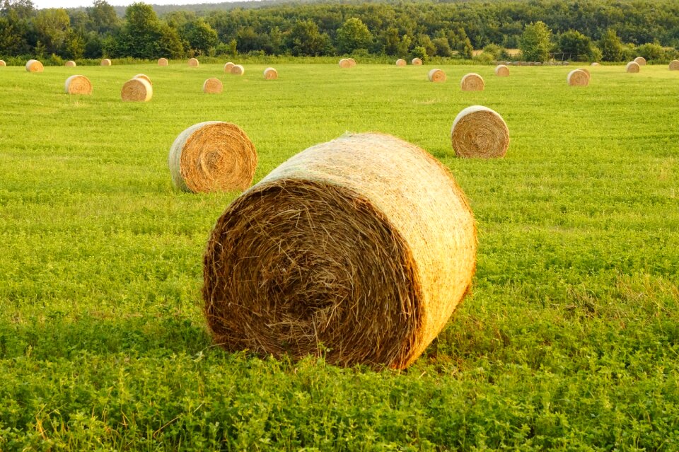 Agriculture rural landscape nature