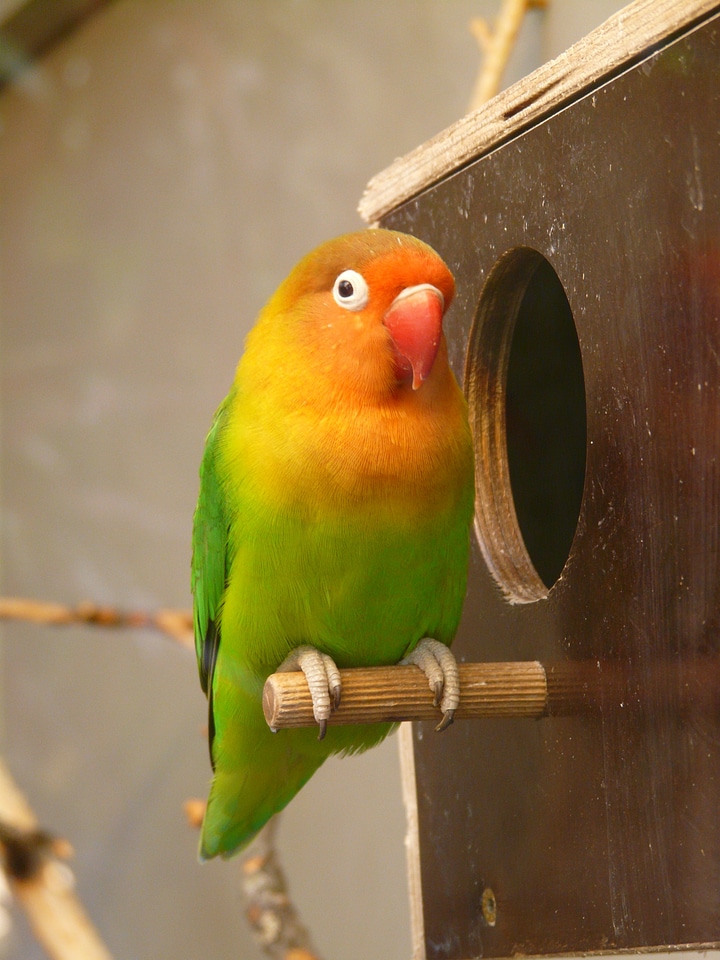 Animal creature colorful