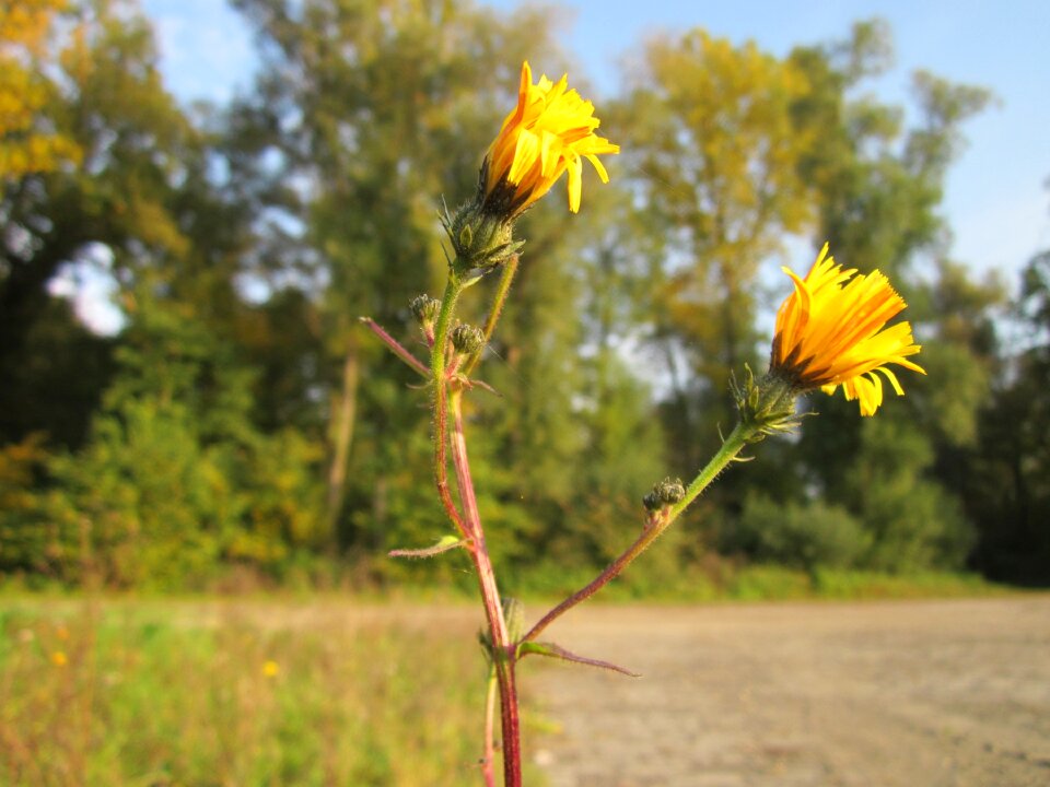 Wildflower botany flora