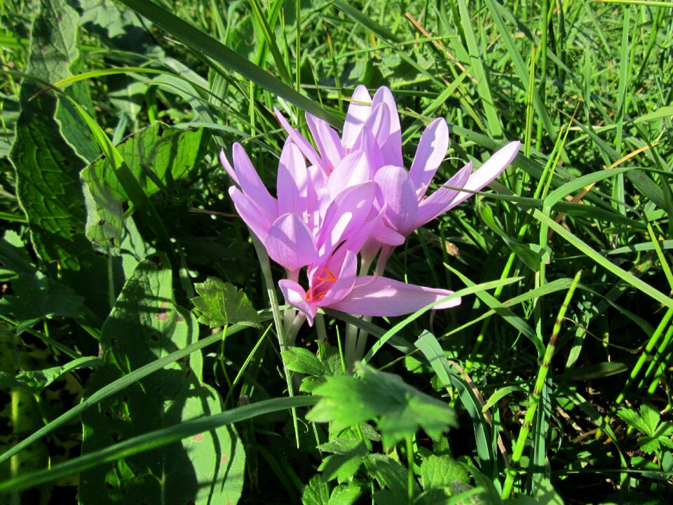 Naked lady plant wildflower